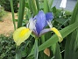                                 (2018-07-16 Iris_0003)