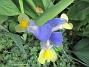 Iris  
                                 
2018-07-16 Iris_0005