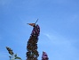 Syrenbuddleja