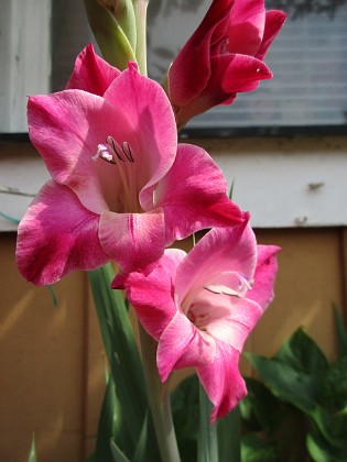 Gladioler