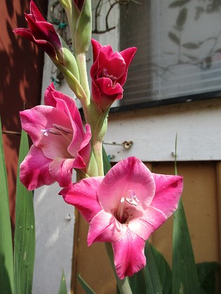 Gladioler