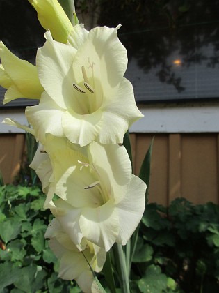 Gladioler {  } 