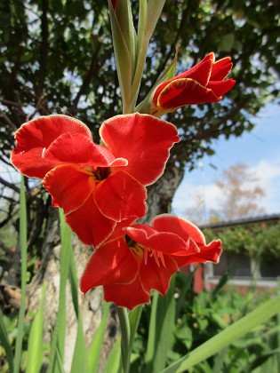 Gladioler {  } 