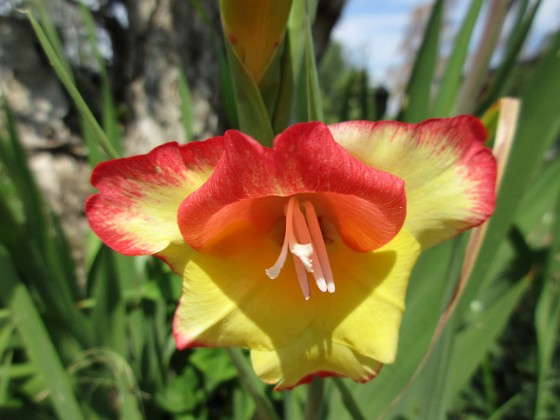 Gladioler