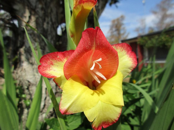 Gladioler 
                               