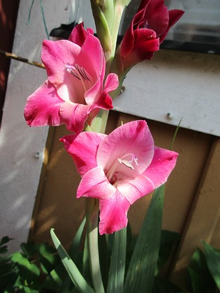 Gladioler 
                               