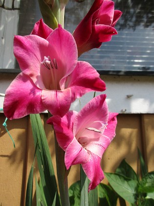 Gladioler