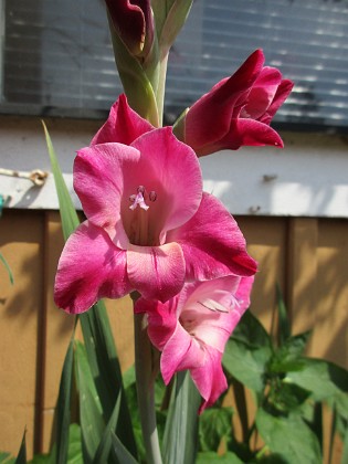 Gladioler 
                               