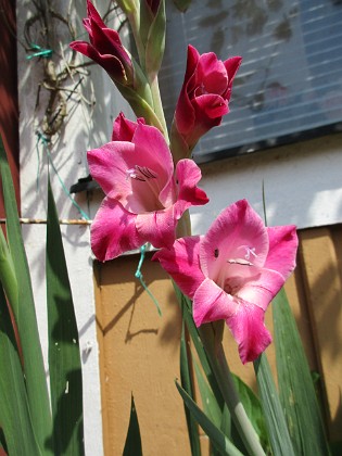 Gladioler