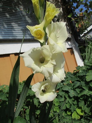 Gladioler