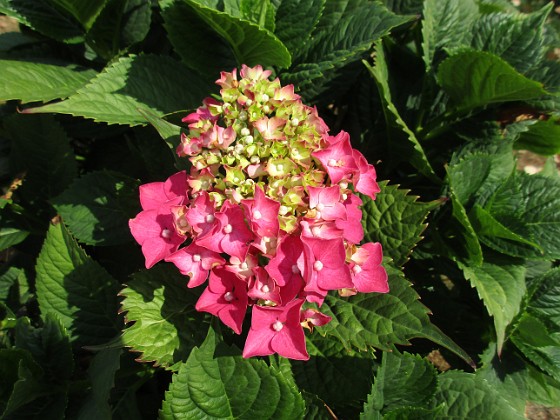 Hortensia  
                                 
2018-07-18 Hortensia_0020  
Granudden  
Färjestaden  
Öland