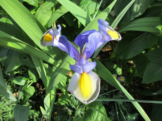 Iris 
                               