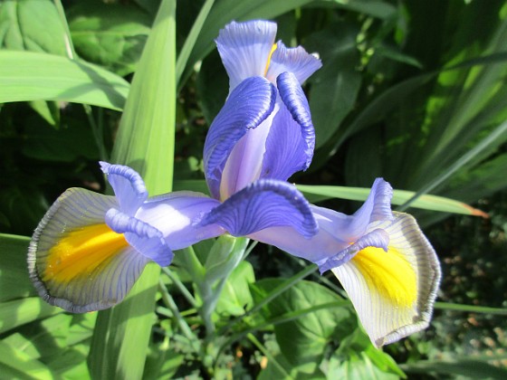 Iris 
                               