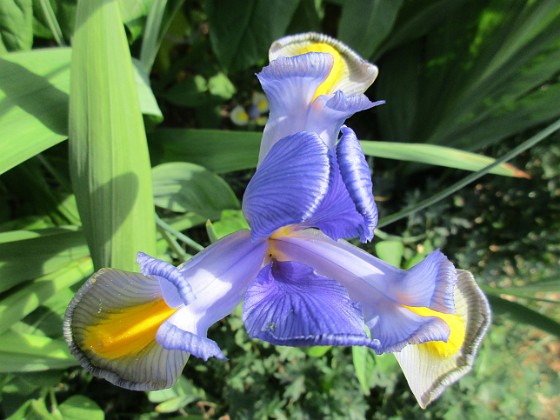 Iris  
                                 
2018-07-18 Iris_0052  
Granudden  
Färjestaden  
Öland