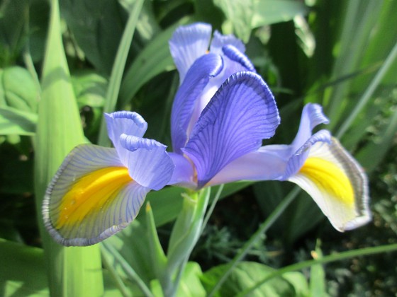 Iris {  } 