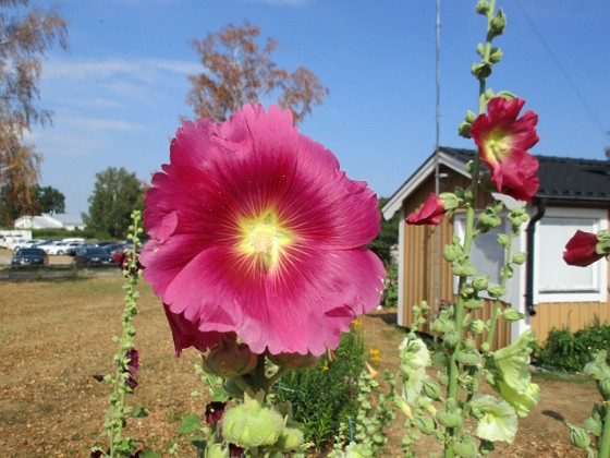 Stockros  
                                 
2018-07-18 Stockros_0076  
Granudden  
Färjestaden  
Öland