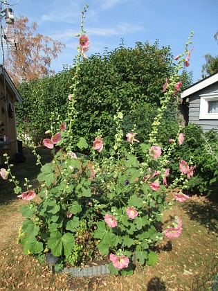 Stockros  
                                 
2018-07-18 Stockros_0088  
Granudden  
Färjestaden  
Öland