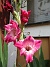                                 (2018-07-18 Gladioler_0008)