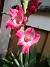 Gladioler