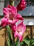 Gladioler