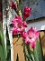 Gladioler