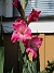 Gladioler  
                                 
2018-07-18 Gladioler_0080