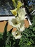 Gladioler  
                                 
2018-07-18 Gladioler_0081