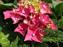                                 (2018-07-18 Hortensia_0021)