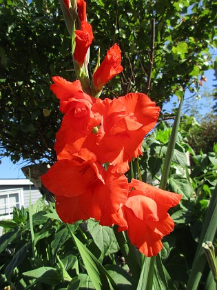 Gladioler 
                               