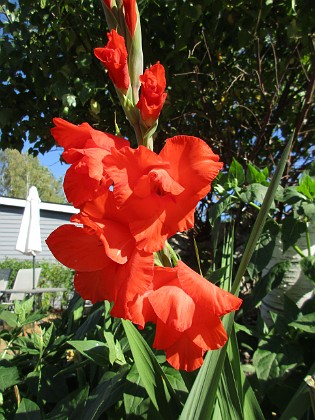 Gladioler