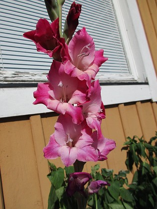 Gladioler 
                               