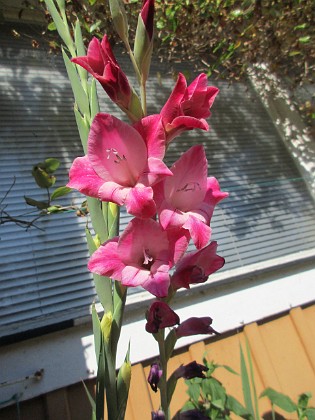 Gladioler 
                               