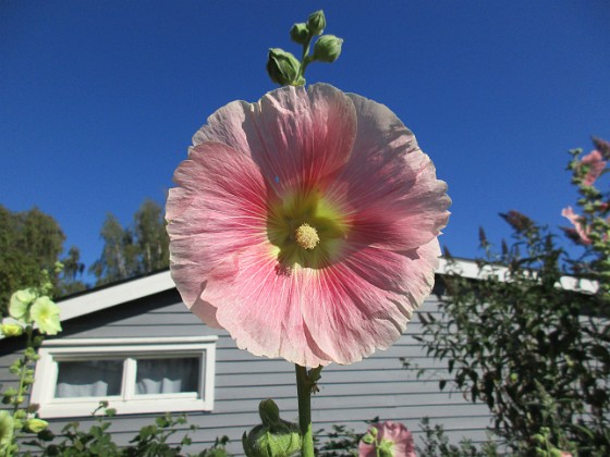 Stockros  
                                 
2018-07-24 Stockros_0018  
Granudden  
Färjestaden  
Öland