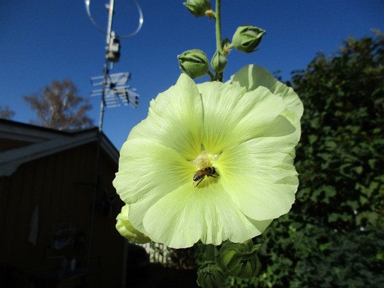 Stockros  
                                 
2018-07-24 Stockros_0019  
Granudden  
Färjestaden  
Öland