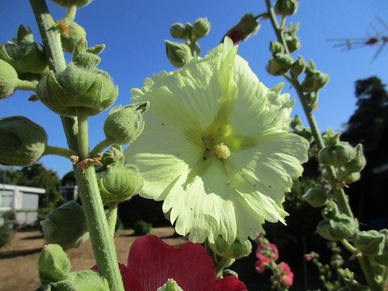 Stockros  
                                 
2018-07-24 Stockros_0027  
Granudden  
Färjestaden  
Öland