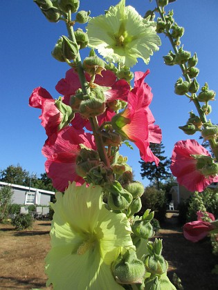 Stockros  
                                 
2018-07-24 Stockros_0028  
Granudden  
Färjestaden  
Öland