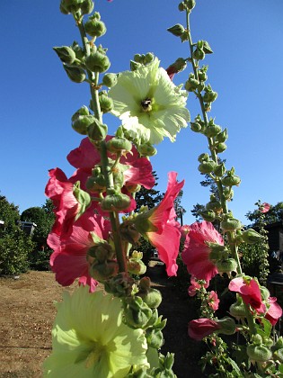 Stockros  
                                 
2018-07-24 Stockros_0029  
Granudden  
Färjestaden  
Öland