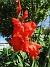 Gladioler  
                                 
2018-07-24 Gladioler_0013