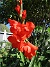 Gladioler  
                                 
2018-07-24 Gladioler_0014