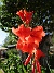                                 (2018-07-24 Gladioler_0015)