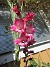 Gladioler