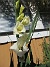 Gladioler  
                                 
2018-07-24 Gladioler_0034