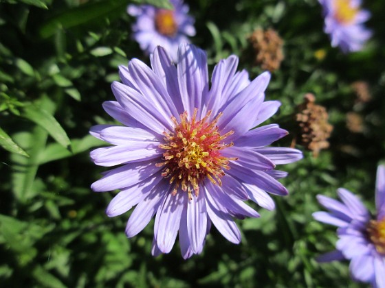 Aster