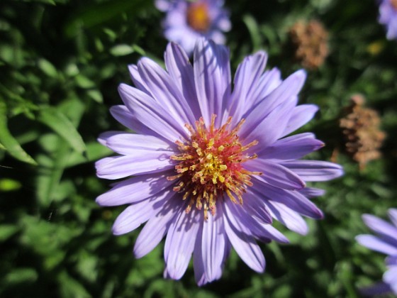 Aster {  } 