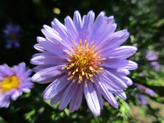 Aster {  } 