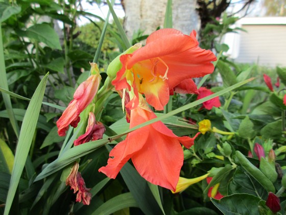 Gladioler {  } 