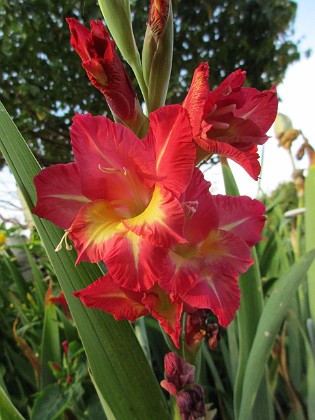 Gladioler 
                               