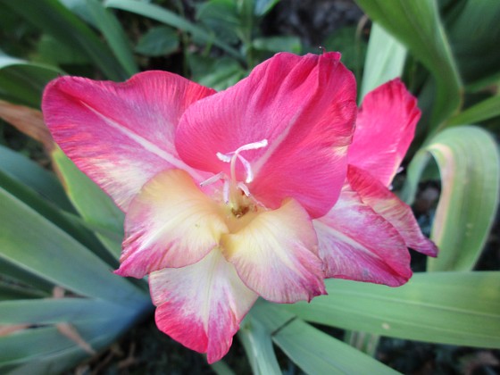 Gladioler 
                               