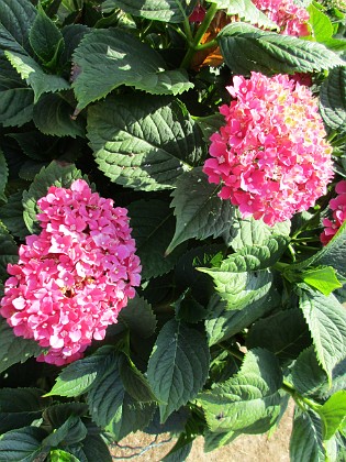 Hortensia 
                               