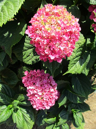 Hortensia 
                               